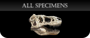 All cast Specimens