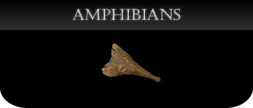 Amphibian casts