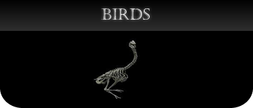 Bird casts