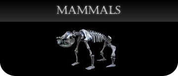Mammal casts