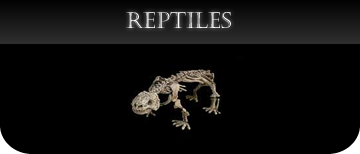 Reptile casts