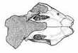 CATOPSALIS