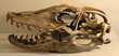 MEGALANIA