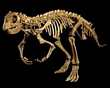 PSITTACOSAURUS