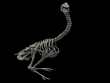 BULLOCKORNIS