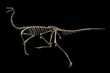 GALLIMIMUS