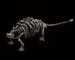TALARURUS