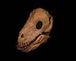 ULEMOSAURUS