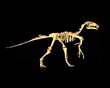 PROBACTROSAURUS