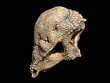PRENOCEPHALE