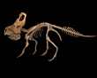 PROTOCERATOPS
