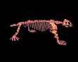 ENNATOSAURUS