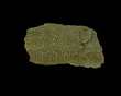 HADROSAUR SKIN