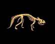 PROTOCERATOPS