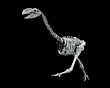 DROMORNIS