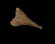PLATYOPOSAURUS