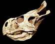 PROTOCERATOPS