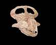 PROTOCERATOPS