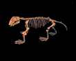 LYSTROSAURUS