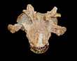 ESTEMMENOSUCHUS