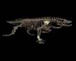 MEGALANIA