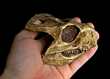 PROTOCERATOPS