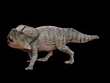 PROTOCERATOPS
