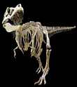 TARBOSAURUS