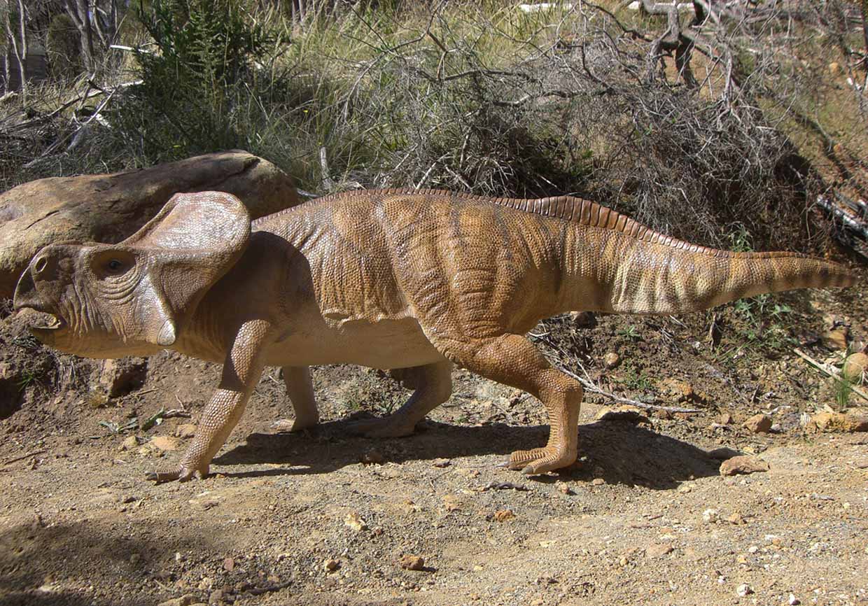 http://www.gondwanastudios.com/img/protoceratops_model4.jpg