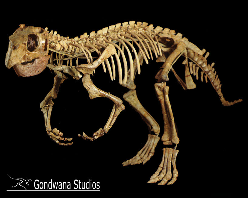 http://www.gondwanastudios.com/img/psittacosaurus.jpg