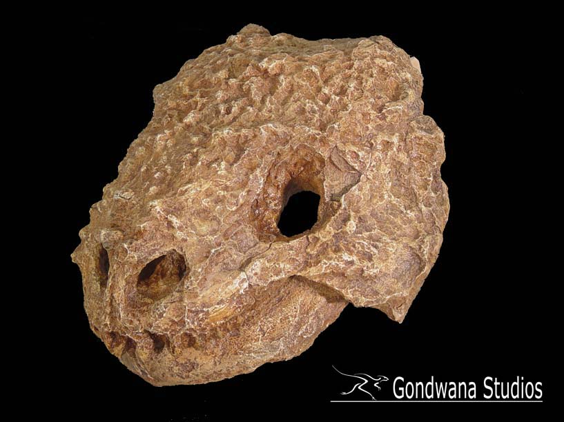 http://www.gondwanastudios.com/img/scutosaurus_skull.jpg