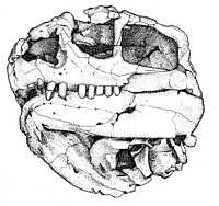 Click here for full sized image