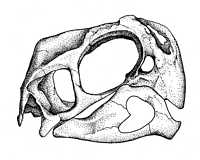 Click here for full sized image