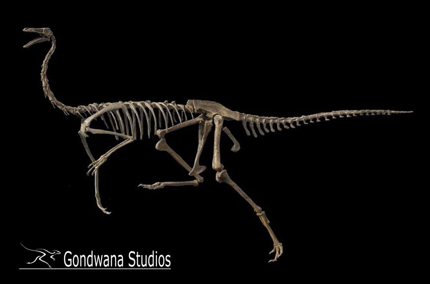 Gallimimus Skeleton Gallimimus Skeleton