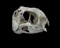 Click here for full sized image