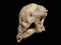 Click here for full sized image