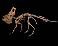 Click here for full sized image