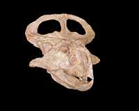 Click here for full sized image